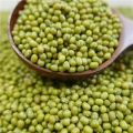 superior Quality Green Mung Bean for Sprouting Use